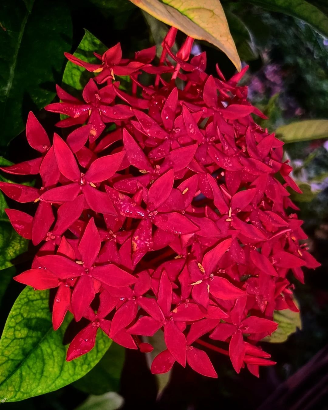 A dark image of a red Jungle Geranium flower with green leaves.