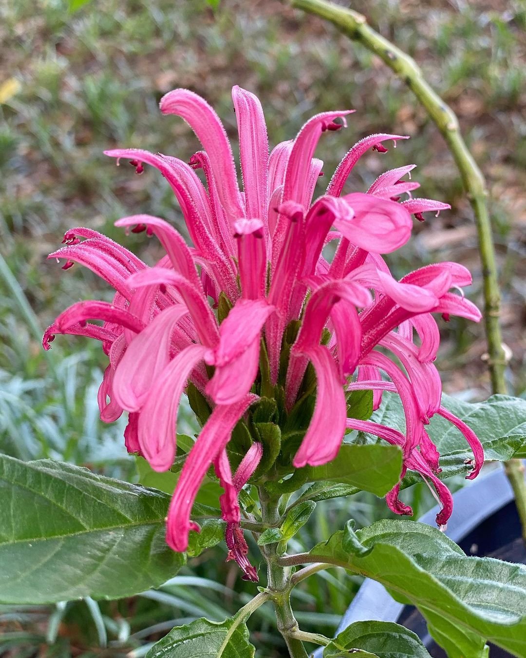 A pink Justicia flower with green leaves in the garden.