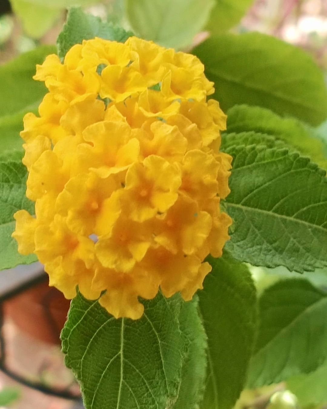 Yellow lantana flower with green leaves.