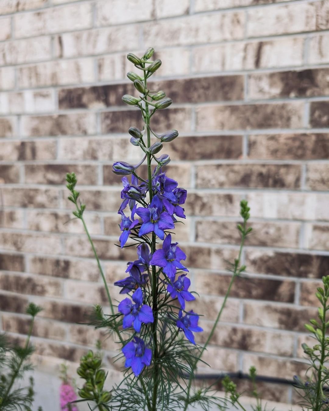 Blue larkspur flower against brick wall.