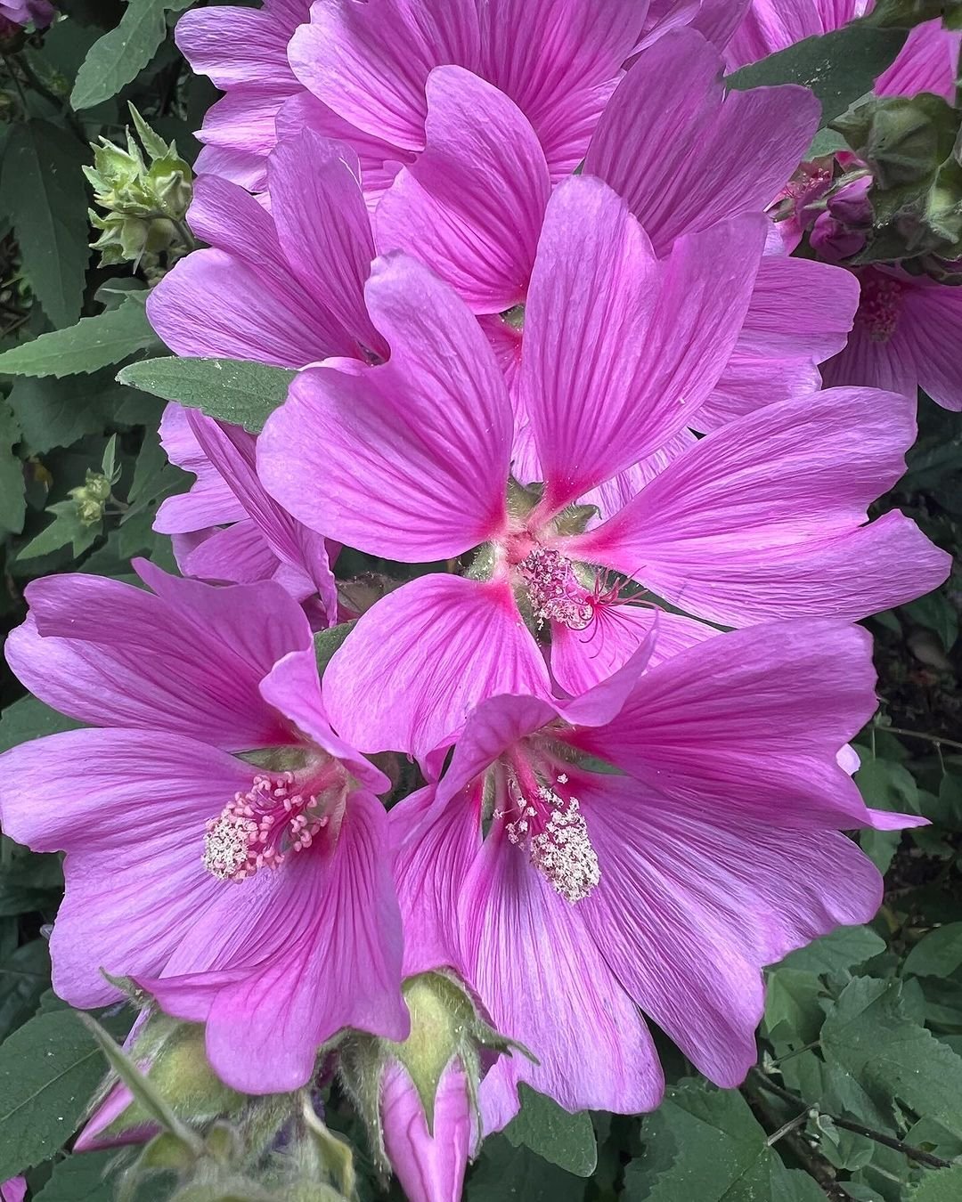  Close up of pink Lavatera flowers in garden.