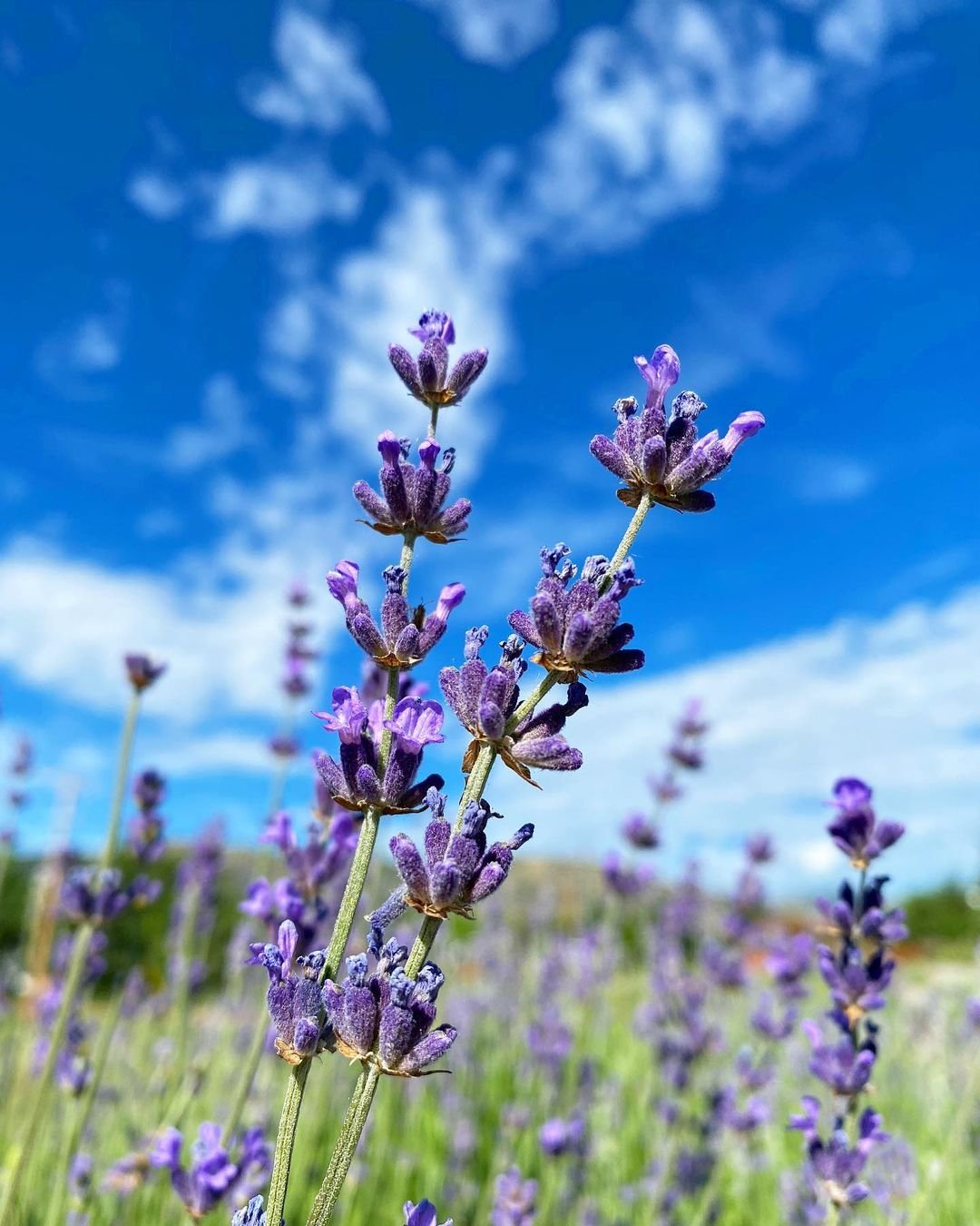 A beautiful field of lavender flowers under a blue sky with fluffy clouds.