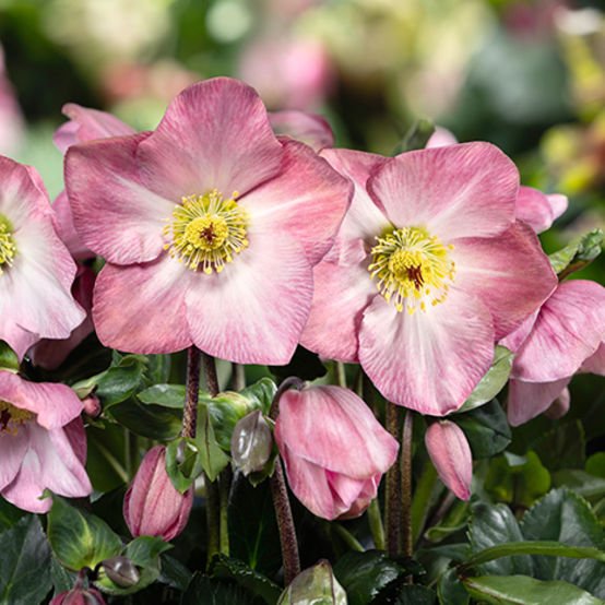 A cluster of pink Lenten Rose flowers surrounded by vibrant green leaves.