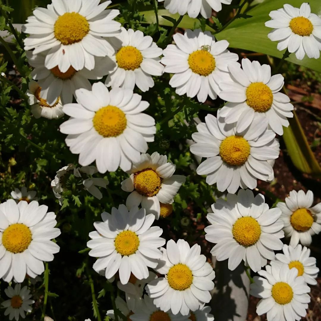 White Leucanthemum daisies with yellow centers in a beautiful garden.