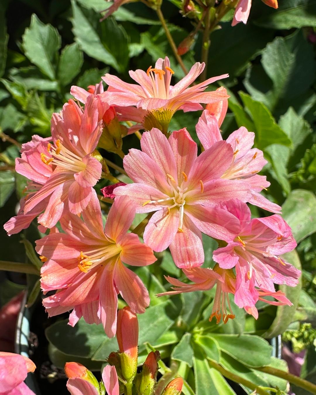 Pink Lewisia flower blooming in a pot.