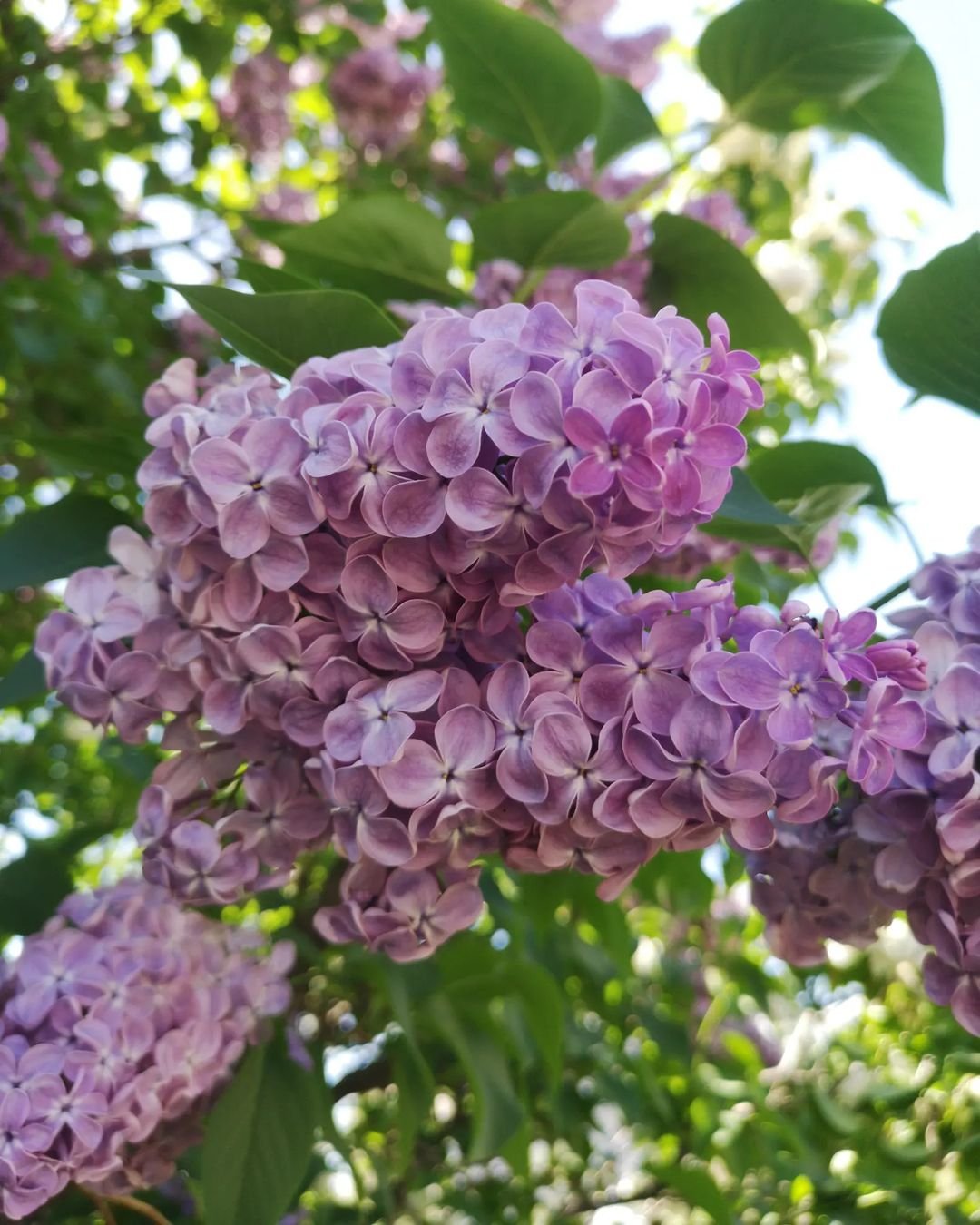 Close-up of lilac purple flowers blooming on a tree.