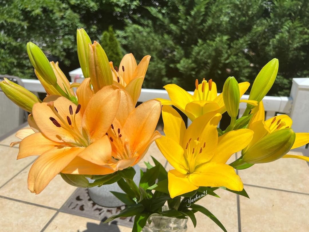 Vibrant lilies in orange and yellow hues in a vase on a table.