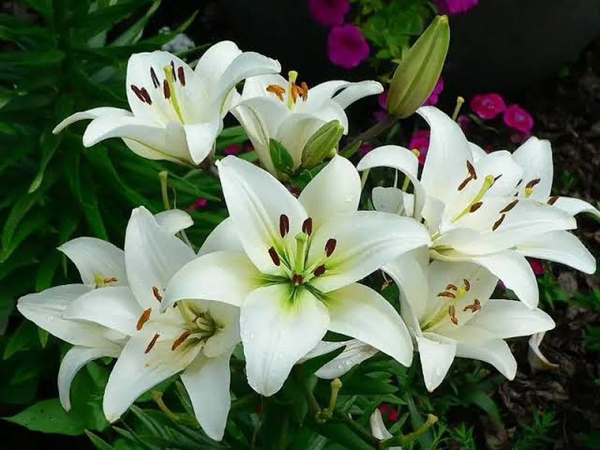 White lilies blooming in the garden.