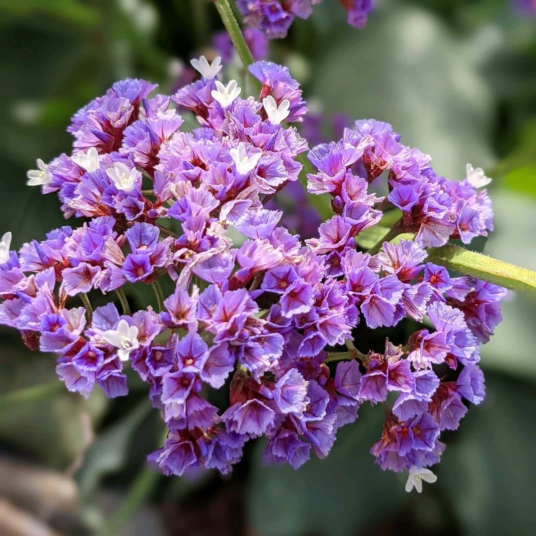 Close up of purple Limonium flowers with white centers.