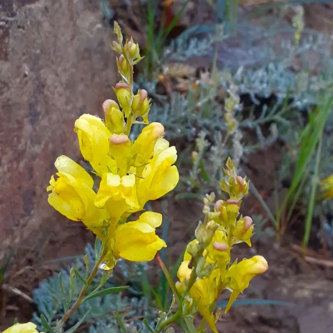  Yellow Linaria flowers blooming in front of a rock.