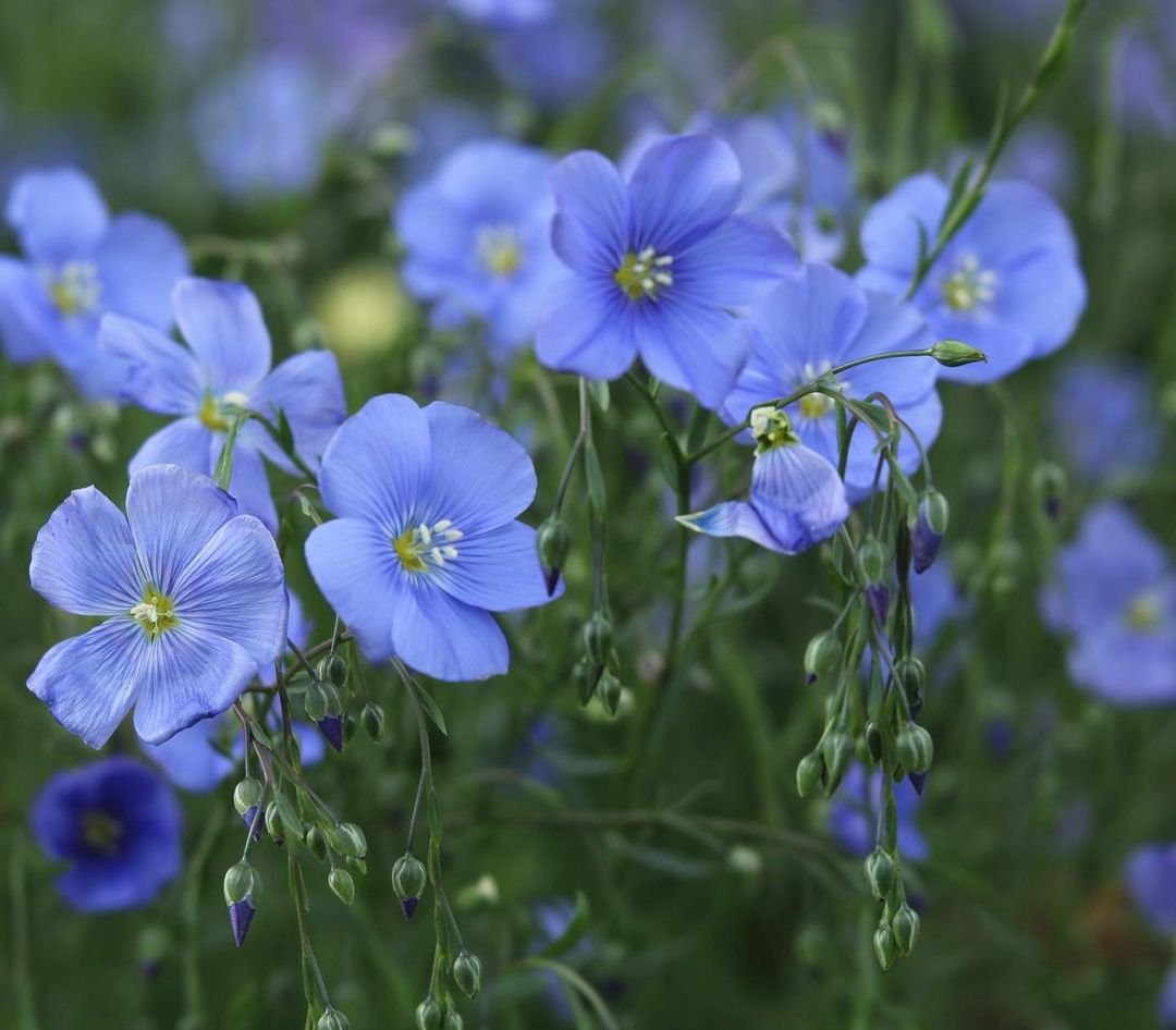 Blue Linum flowers blooming in a field.