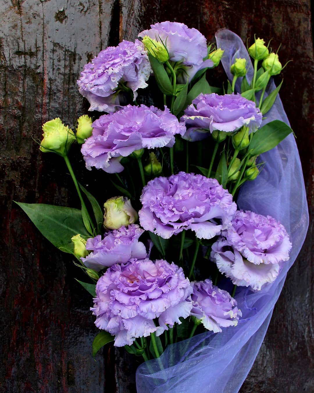 Purple Lisianthus bouquet on a white background.