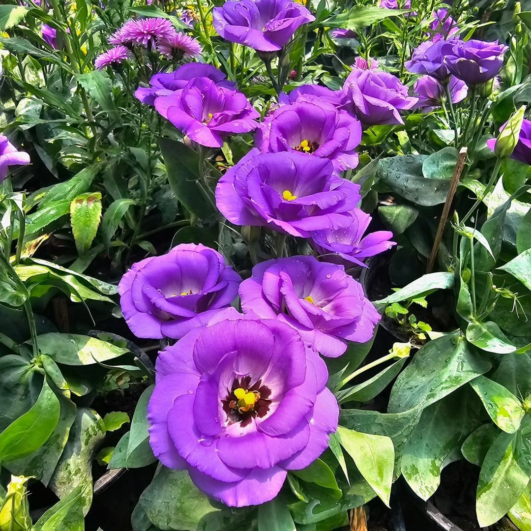 Purple Lisianthus flowers bloom in a garden surrounded by lush green leaves.