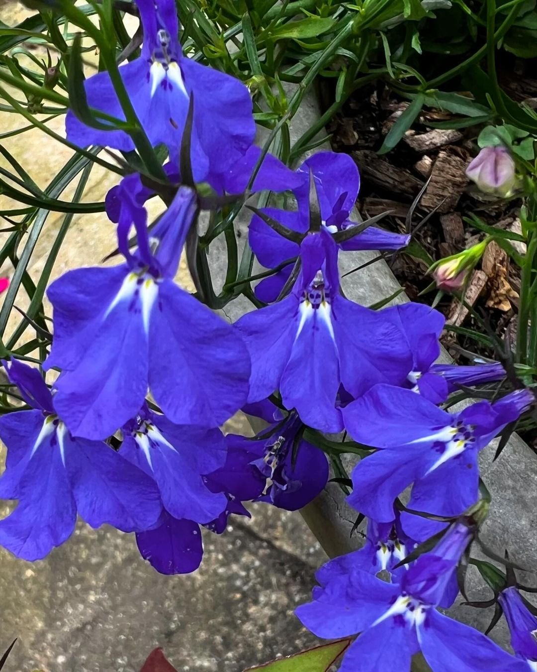 Blue Lobelia flowers in a pot on the ground.