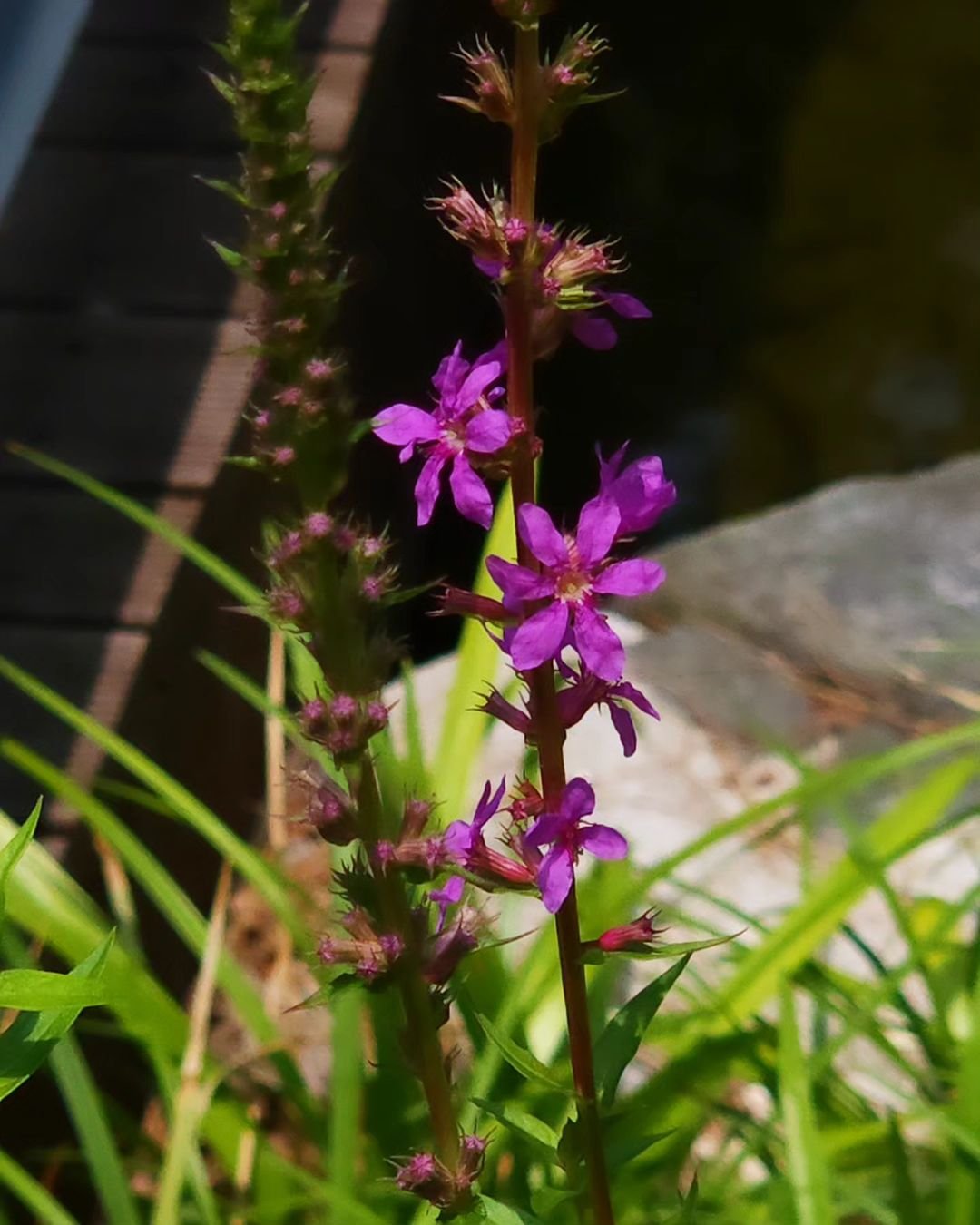 Purple loosestrife flowers in bloom in front of a wooden bridge.