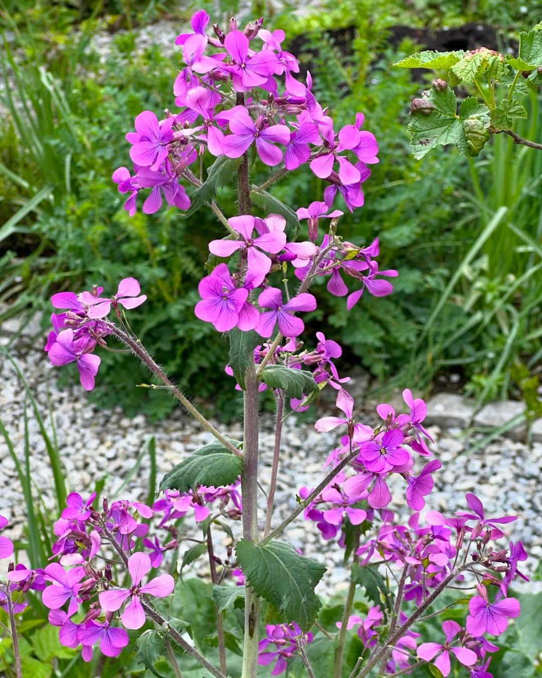 Purple Lunaria plant blooming in a garden.