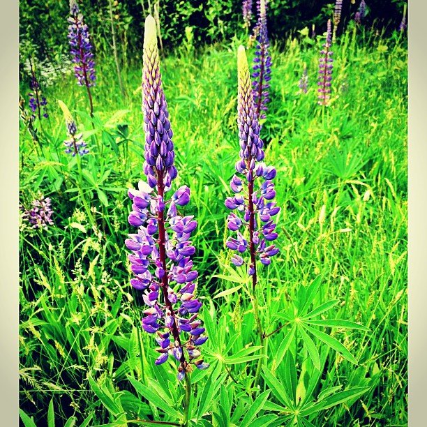 A field of purple Lupine flowers blooming under the sun.