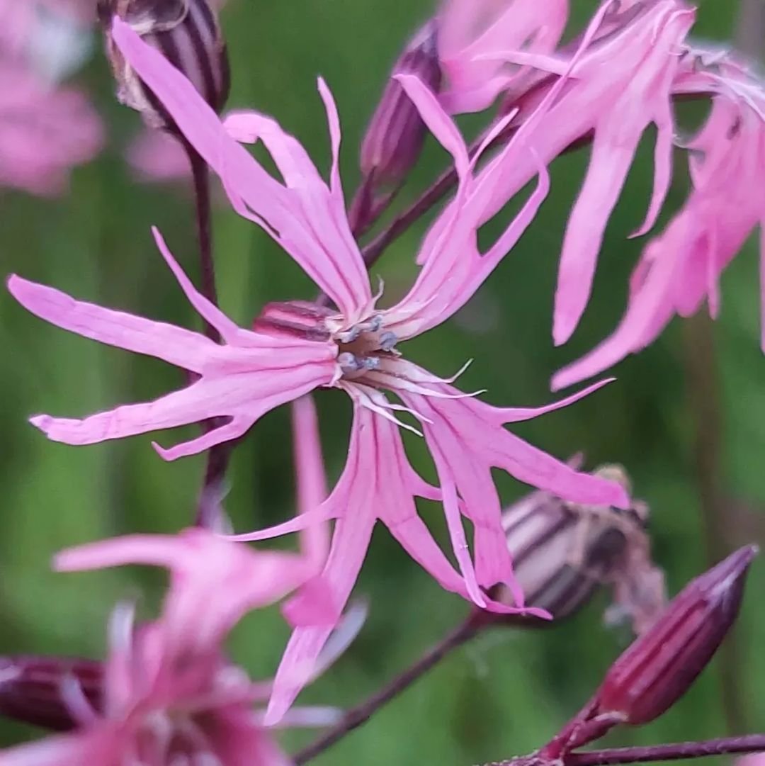 Close-up of Lychnis pink flower with long stems.