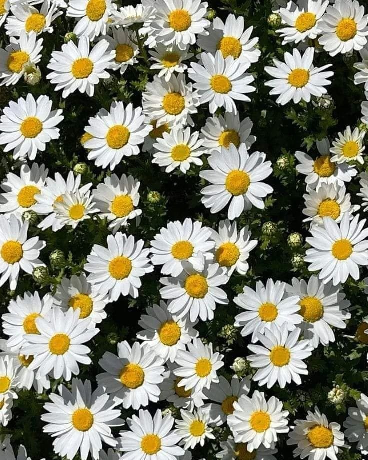 A cluster of white daisies with yellow centers.