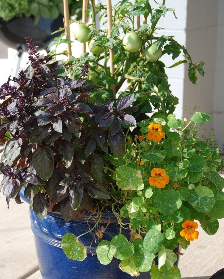 Blue pot with assorted plants, Mixing Things Up.