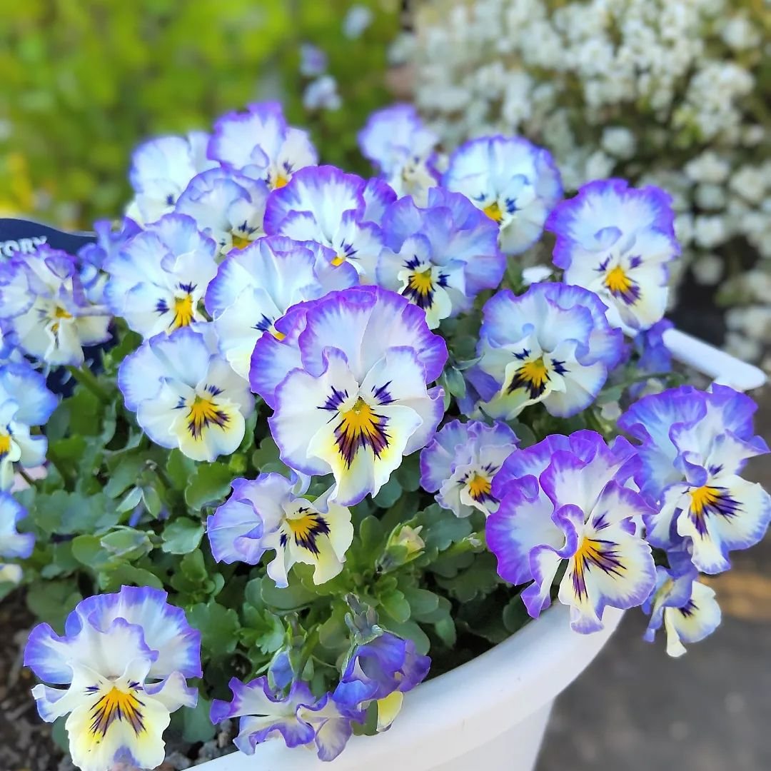 Beautiful Pansy flowers in white pot with blue and yellow colors.