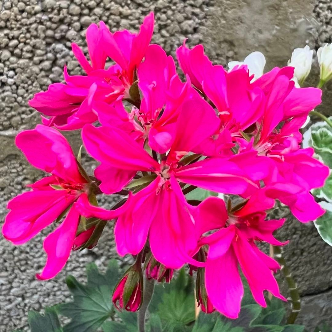 Pink scented Pelargonium flower in front of stone wall.