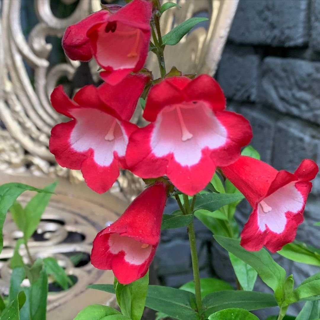  Red and white Penstemon flowers blooming in a garden.