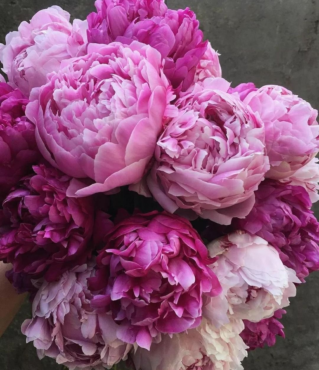 Person holding a bouquet of pink peonies, showcasing the beauty of the peony flower.