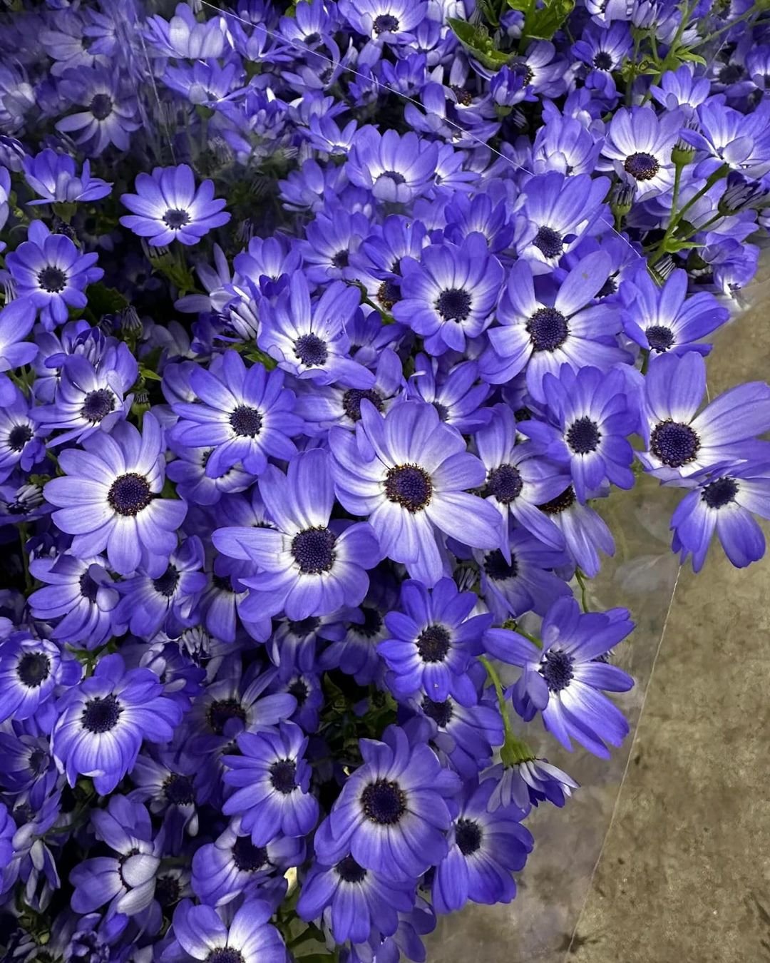  Blue Pericallis flowers in a photograph by Jimmy Kirk.