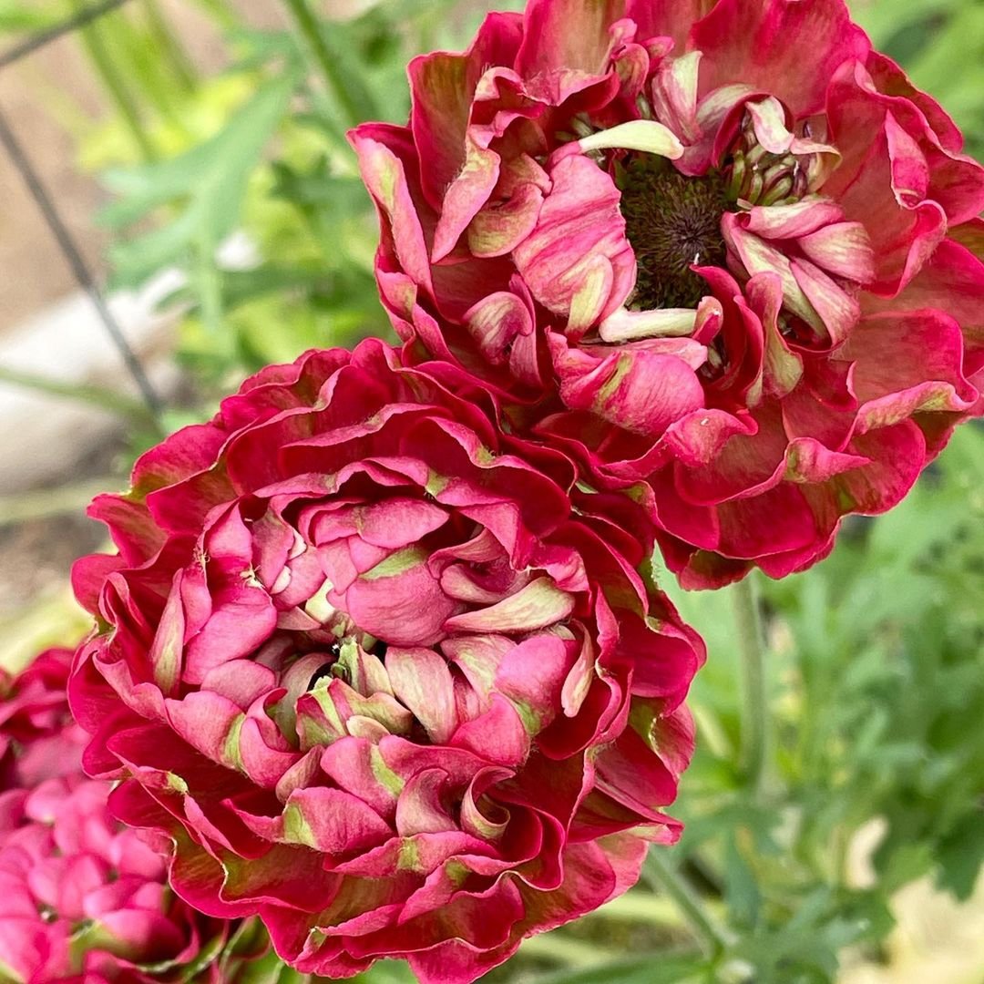  Two Persian Buttercup flowers with green leaves in a vase.