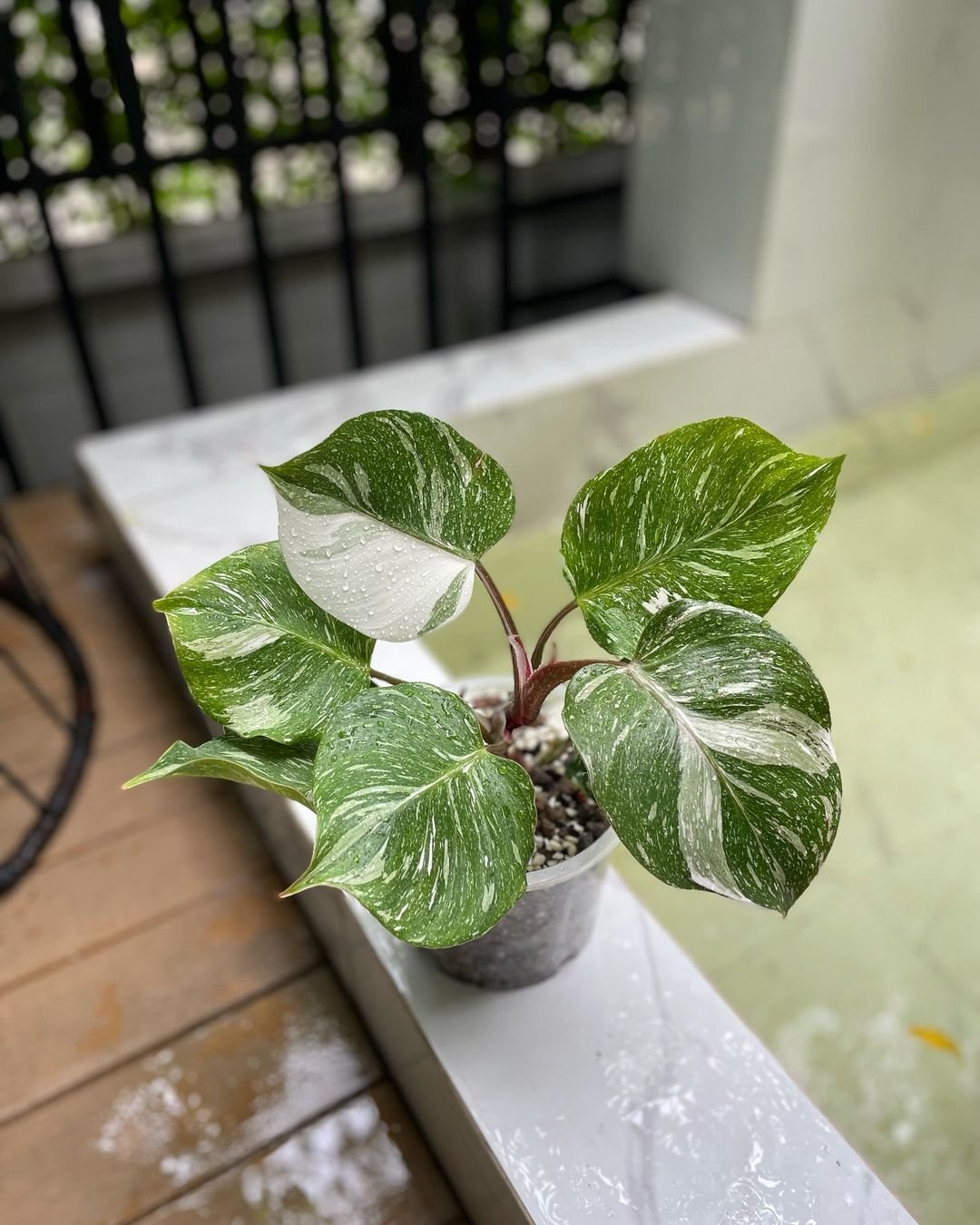 A Philodendron White Knight potted plant on a table near a pool.