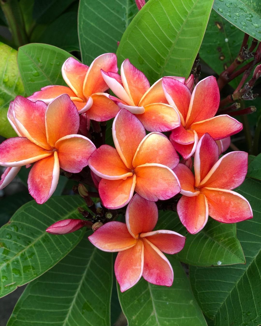 Plumeria flowers with vibrant orange and yellow petals.