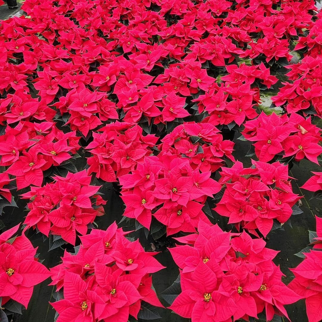 A vast expanse of red poinsettias in a greenhouse.