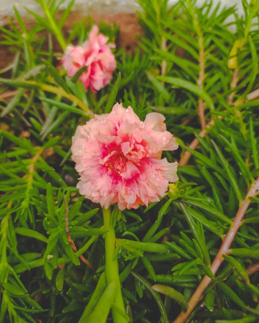 Pink Portulaca flower blooming in lush green foliage.