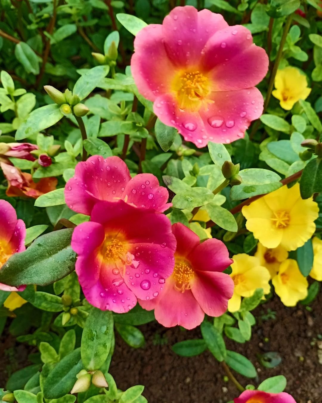 Pink and yellow Purslane flowers covered in water droplets.