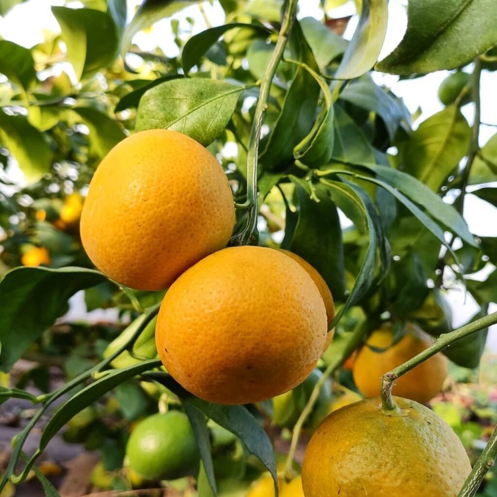 Rangpur tree with oranges hanging from it.