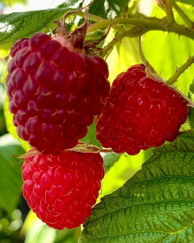 Fresh raspberries hanging from a tree branch