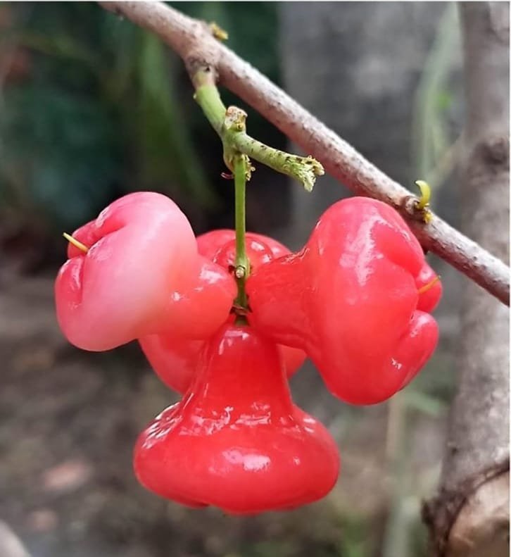 Red Rose Apple hanging from a branch.