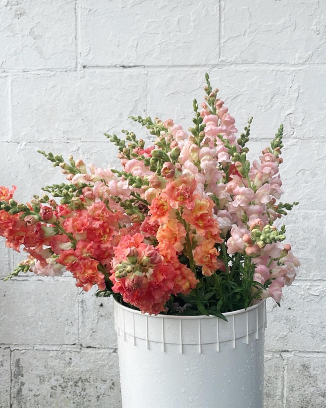  A white bucket filled with pink and orange snapdragons.