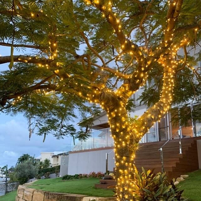 A potted plant on a shelf with strings of lights in trees - light it up.