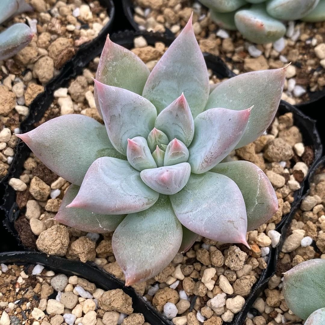 A small succulent plant in a pot with rocks.