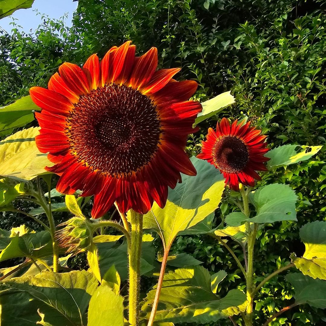 Red Sunflowers : A Guide to Growing and Caring