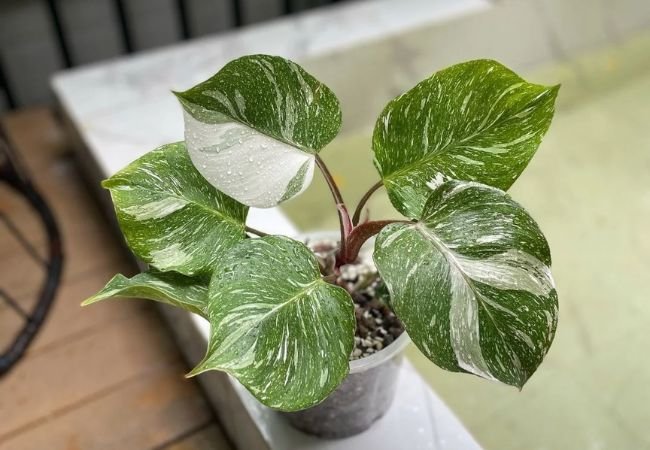 Ultimate Watering Guide for Philodendron White Knight