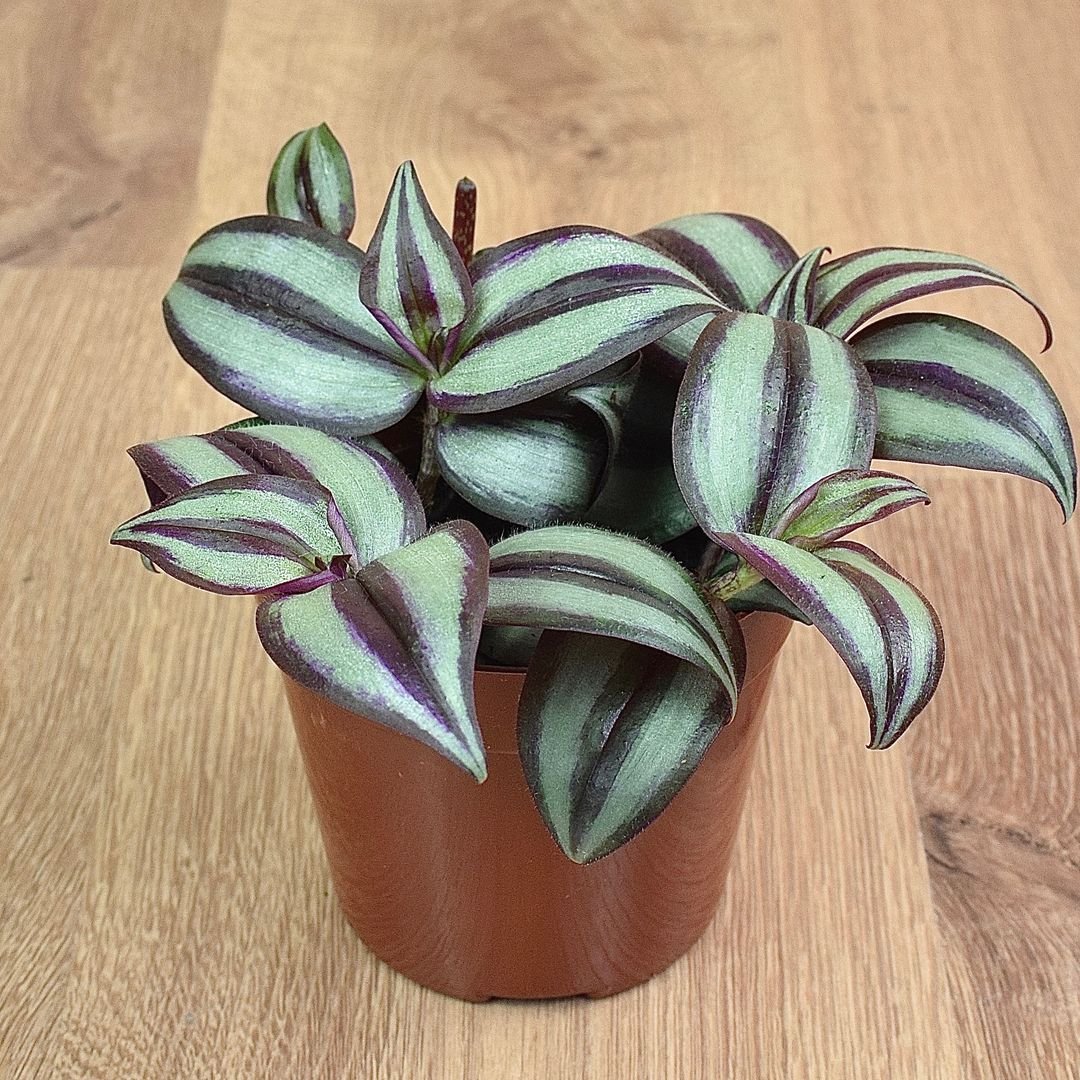 Small Wandering Jew plant with purple and white stripes.