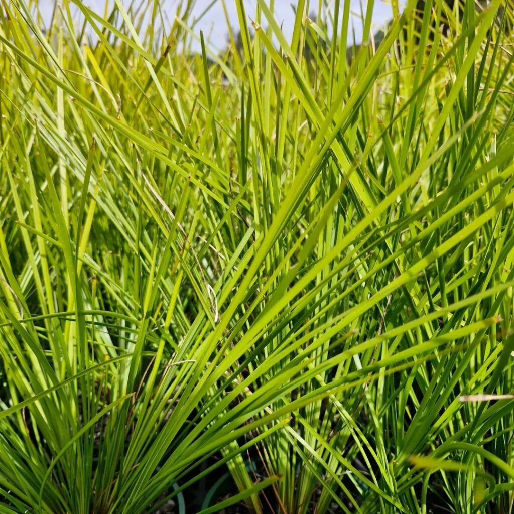 Close-up image of the green leaves of Lomandra Tanika, a vibrant plant.