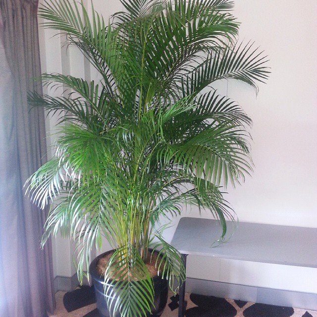 A potted Golden Cane Palm tree on a table.