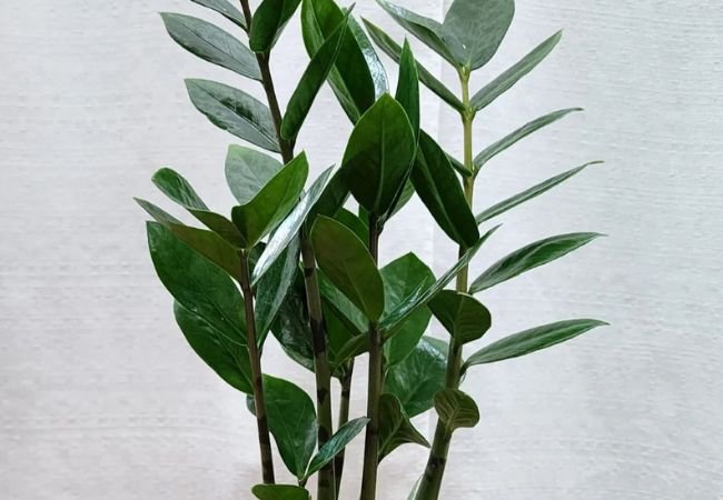 Zanzibar Plant (ZZ Plant) : Ultimate Care Guide