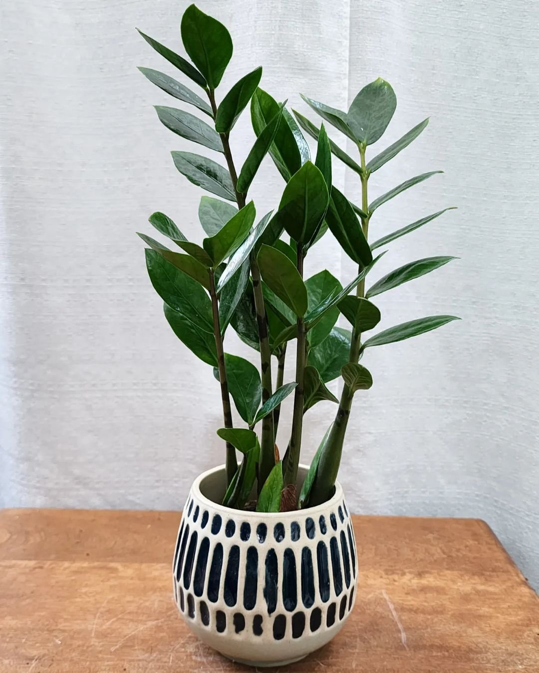 A Zanzibar Plant in a small pot on a table.