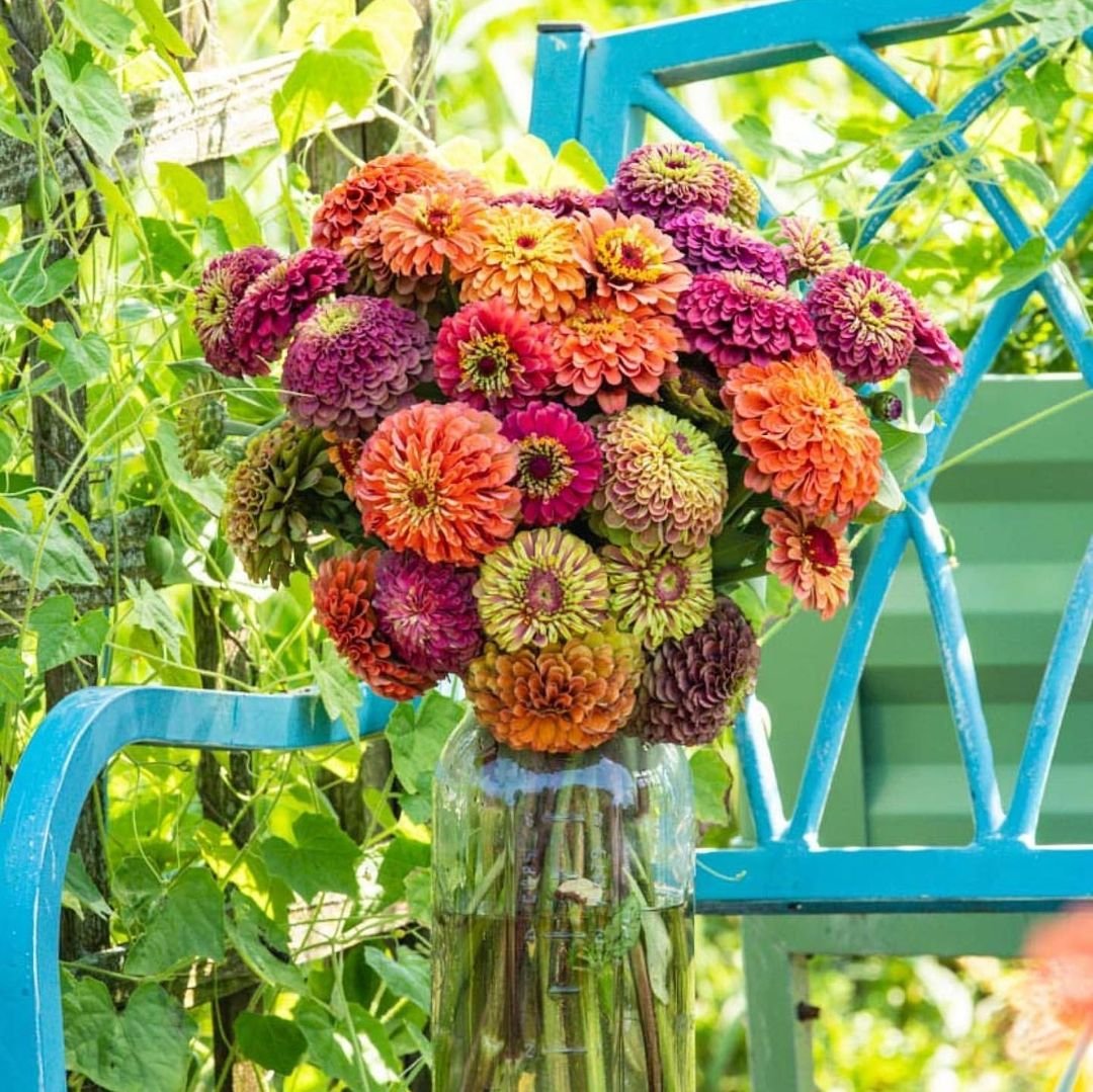 A beautiful arrangement of zinnias in a vase on a blue chair.