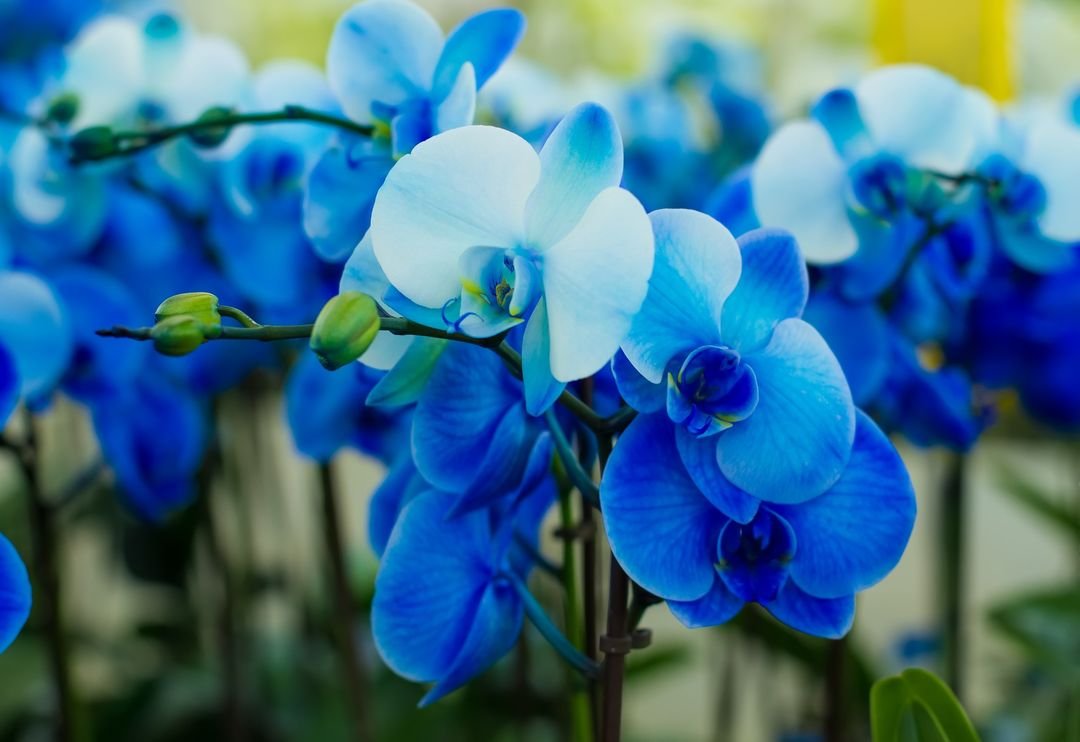 Vibrant blue orchids flourishing outdoors.